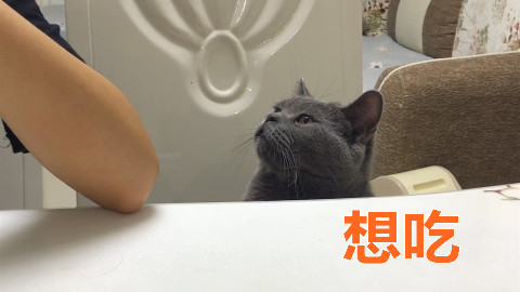 猫咪盯着主人吃小鱼干,发射出渴望的眼神,猫:给你儿子吃一口吧